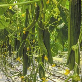 Ανάπτυξη – Ενίσχυση