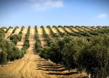 Καλλιέργεια Ελιάς